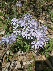 Phlox divaricata