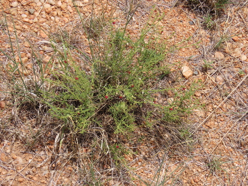Image of Hermannia modesta by no rights reserved