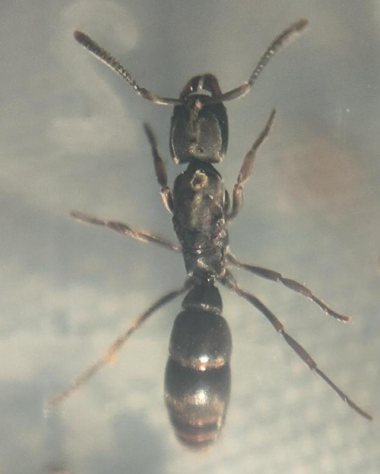 Euponera