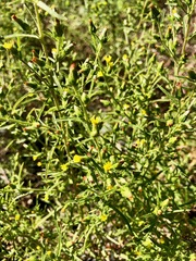 Dittrichia graveolens