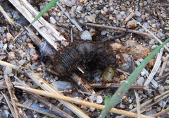 Tetramorium tsushimae