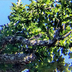 Chondestes grammacus