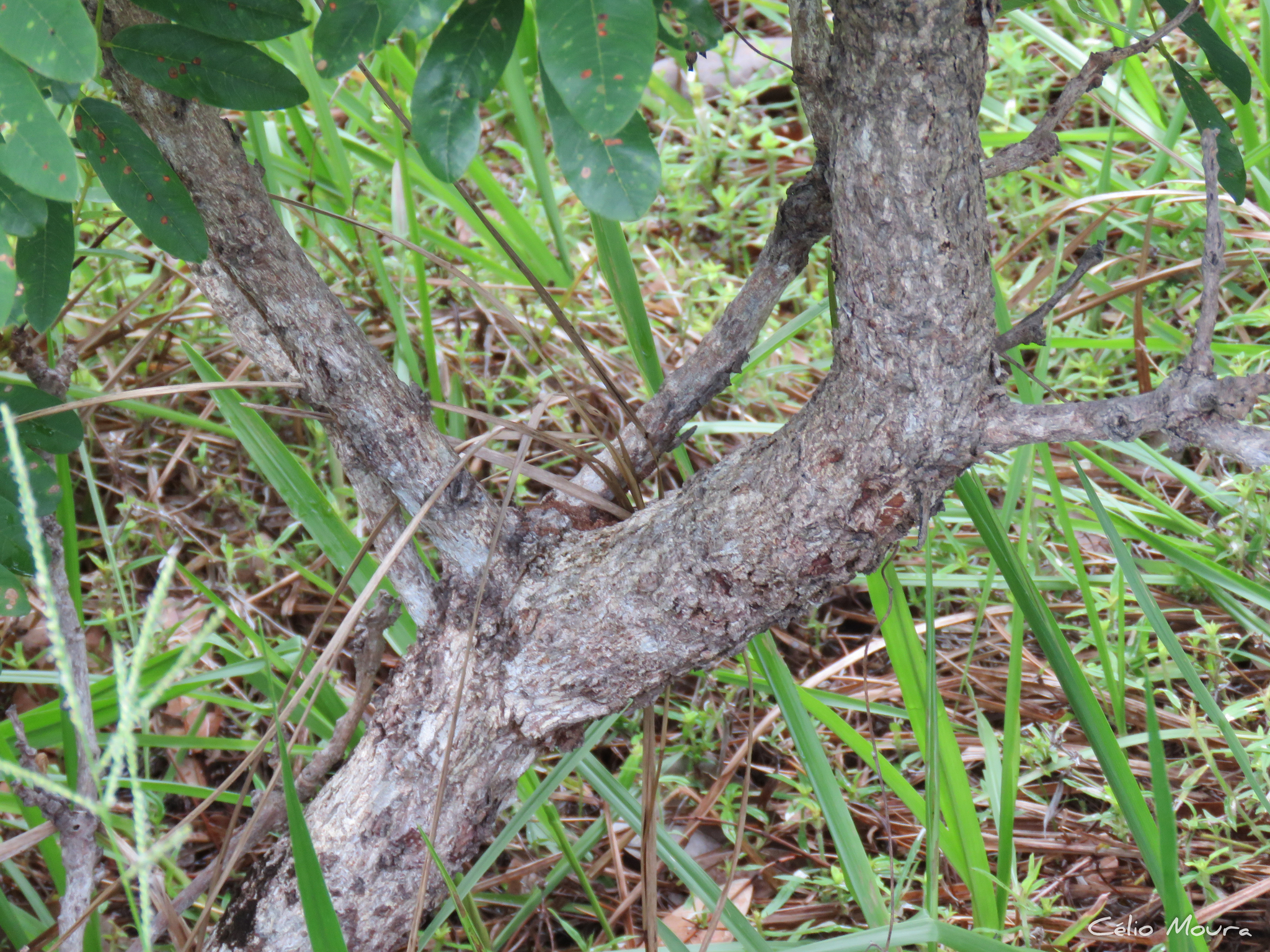 Imagem de Paricá
