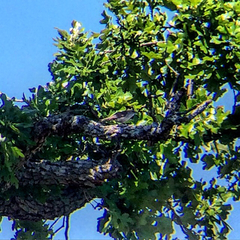 Chondestes grammacus