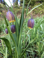 Fritillaria uva-vulpis