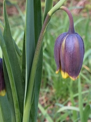 Fritillaria uva-vulpis