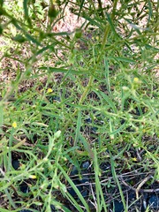 Dittrichia graveolens