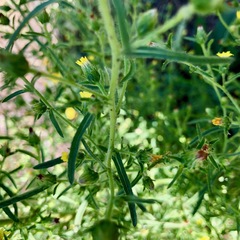 Dittrichia graveolens