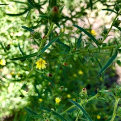 Dittrichia graveolens