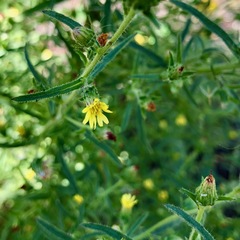 Dittrichia graveolens
