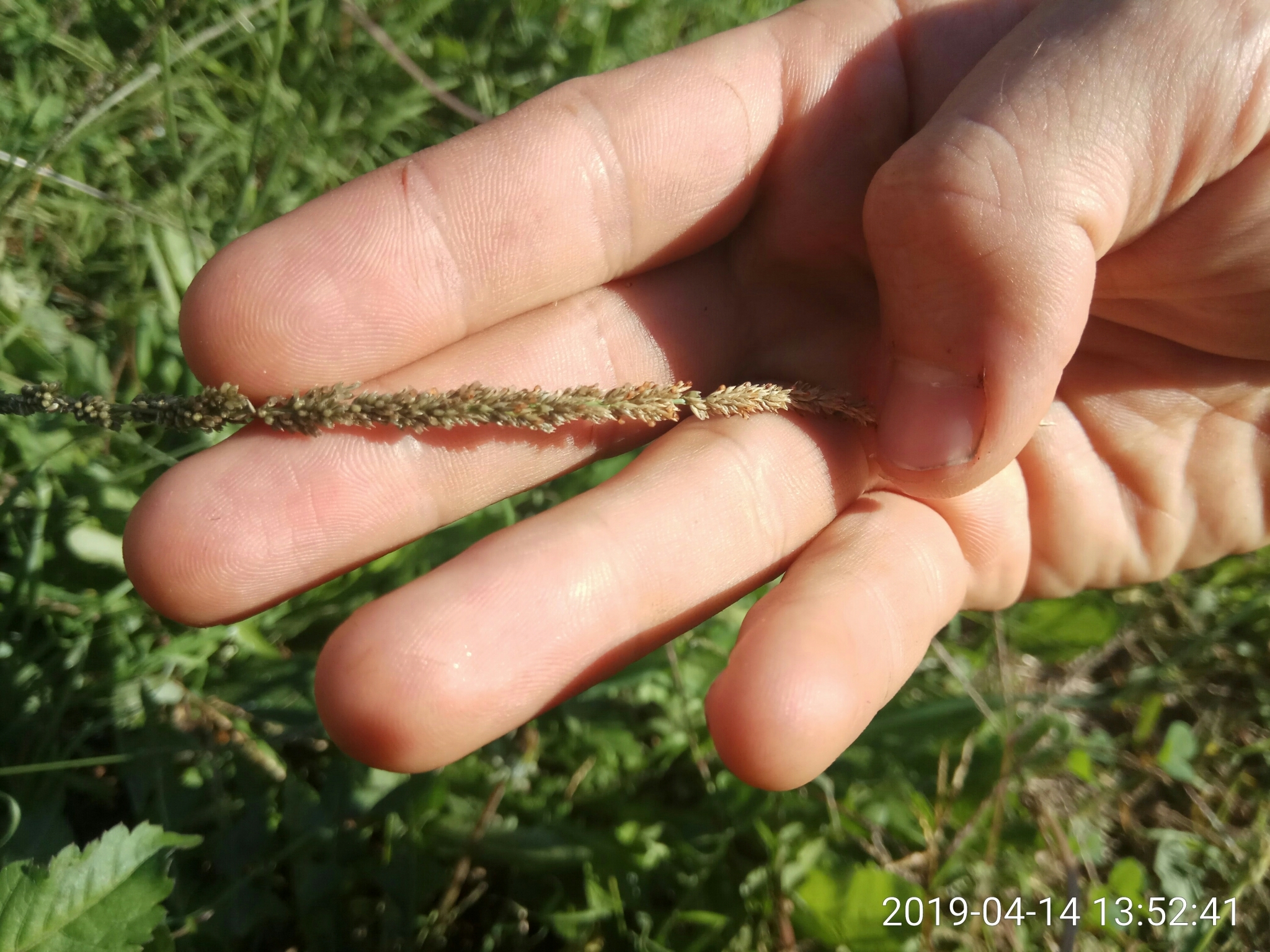 Sporobolus creber