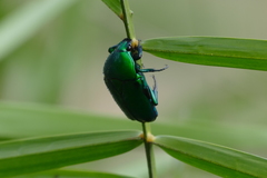 Heterorrhina elegans