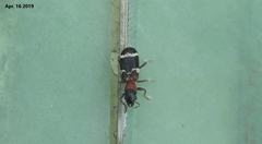Thanasimus substriatus