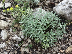 Alyssum lenense