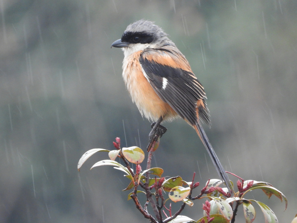 Long-tailed Shrike photo