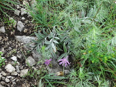 Psephellus sibiricus