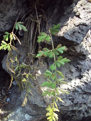 Asplenium praemorsum