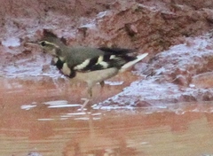 Dendronanthus indicus