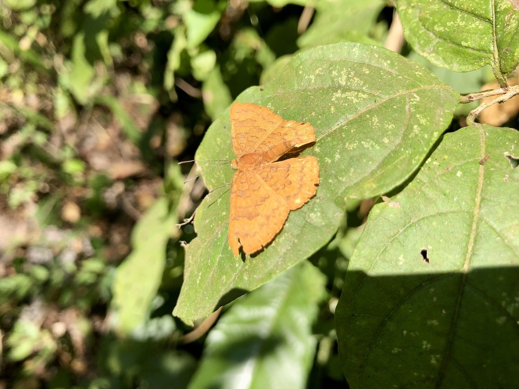 Pale Emesis