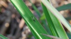 Chironomidae
