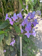Pseuderanthemum graciliflorum, photograph (c) Алёна Осипова, some rights reserved (CC BY)