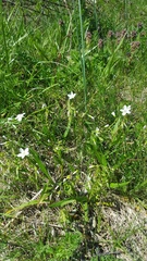 Ranunculus micranthus