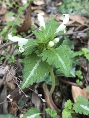 Lamium bifidum