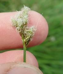 Carex harfordii
