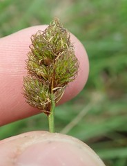 Carex harfordii