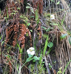 Pseudotrillium rivale