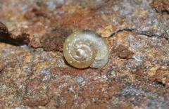 Striatura