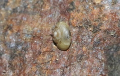 Striatura