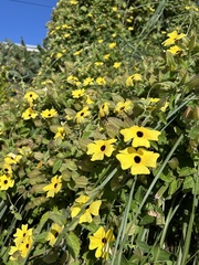 Thunbergia alata image