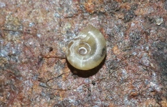 Striatura