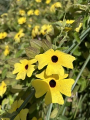 Thunbergia alata image