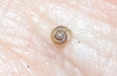 Striatura