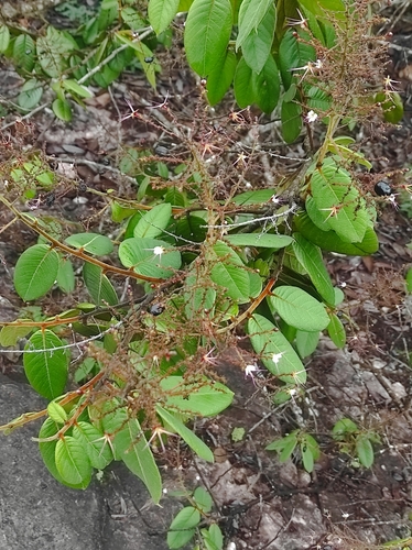 Foto de Mangarito