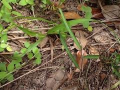 Aristolochia erecta