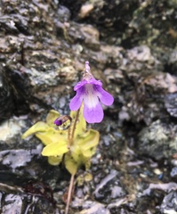 Pinguicula macroceras