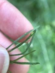 Aceria paracalifornica