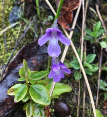 Pinguicula macroceras