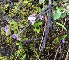 Pinguicula macroceras