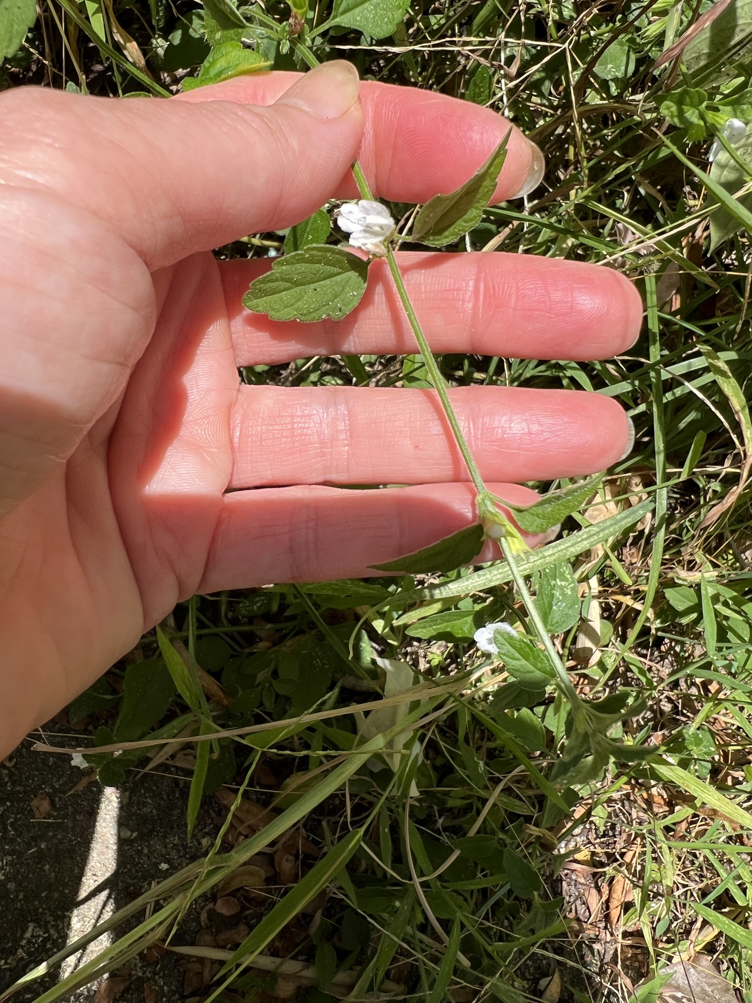 Twinflower Thumba (Leucas biflora)