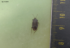 Graptopeltus koreanus