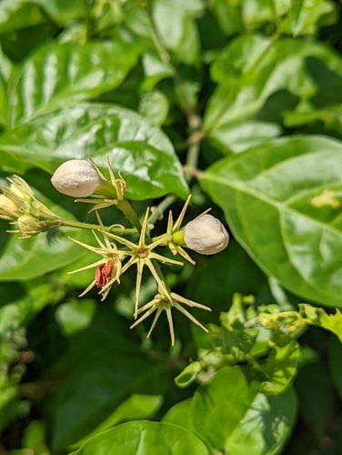 Jasminum sambac