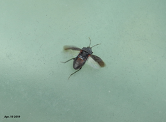 Graptopeltus koreanus