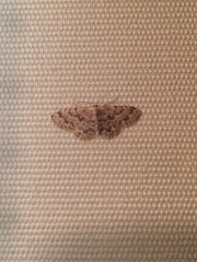 Idaea bonifata