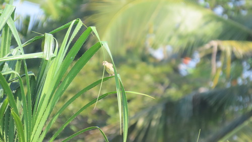 Baya Weaver (Ploceus philippinus), photo 8