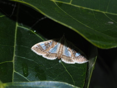 Glyphodes pyloalis
