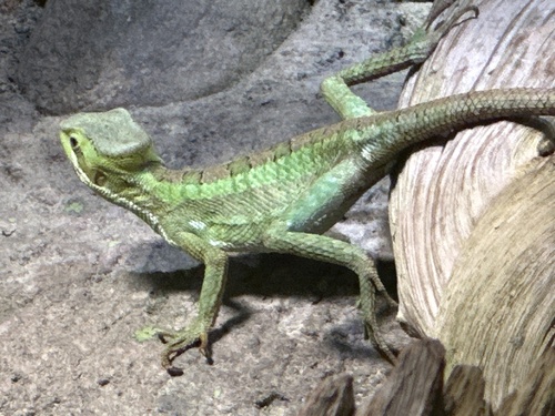 Eastern Casquehead Iguana, Laemanctus longipes